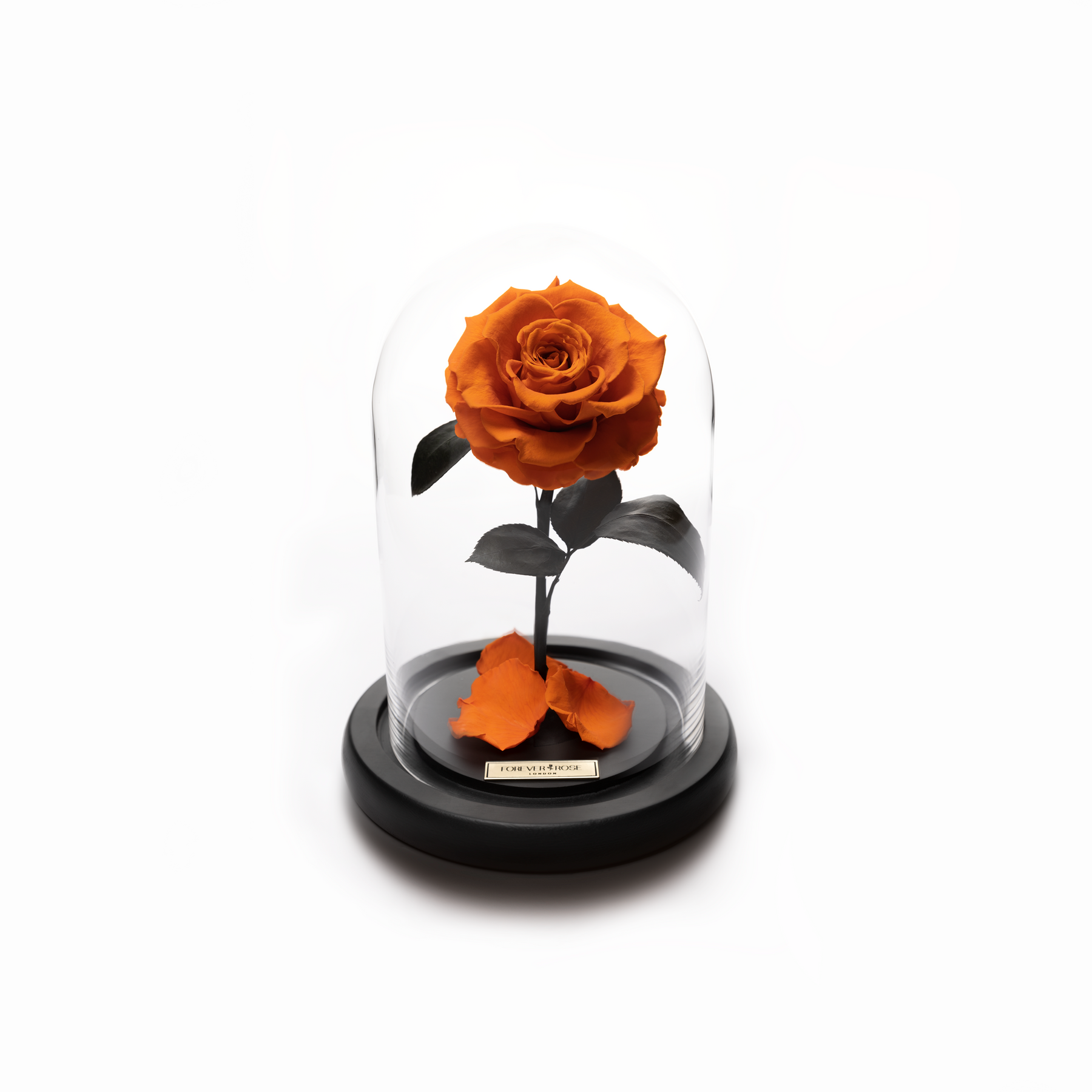 Forever Roses Mini Bella Mini – MyForeverRose