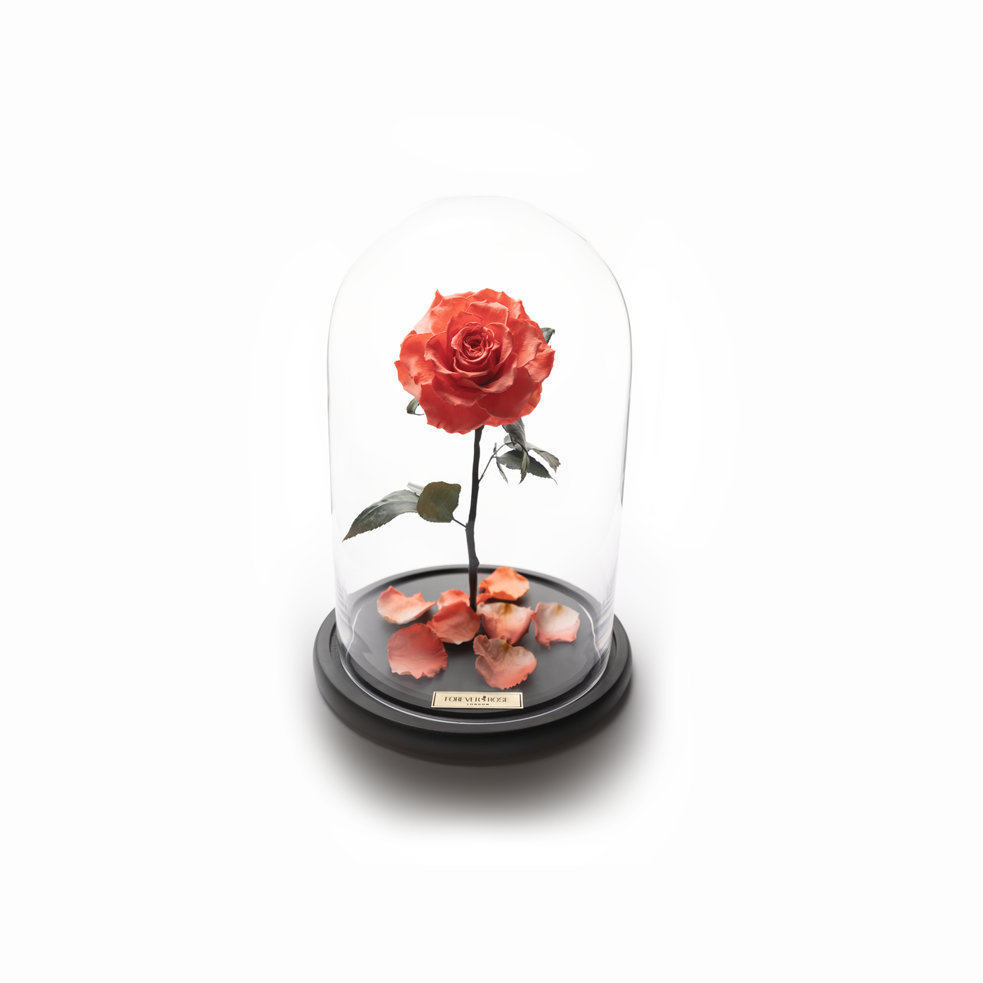 Bella Rose MyForeverRose