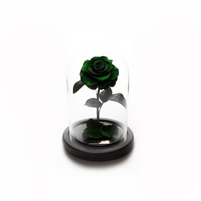 Bella Mini