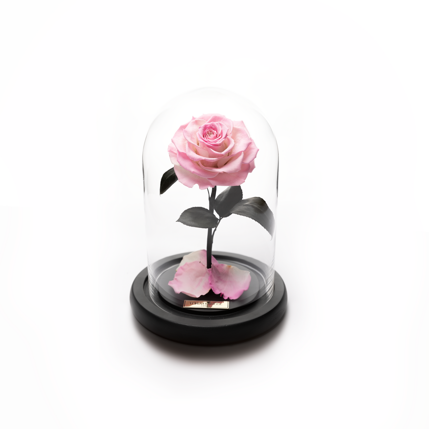 Bella Mini